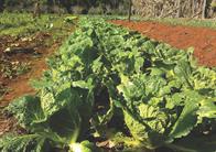 Verduras de la granja