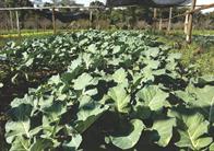 Verduras para el Sanatorio