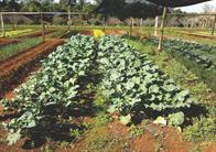 Verduras